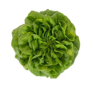 Butterhead Salanova Hawking RZ - BIO