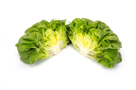Butterhead Salanova Hawking RZ - BIO