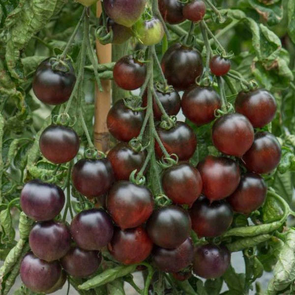 Indigo Cherry Drops