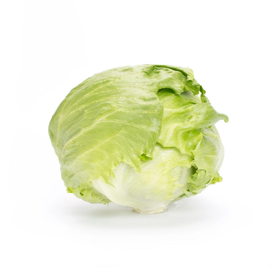 Iceberg Lettuce Jasperinas RZ - BIO