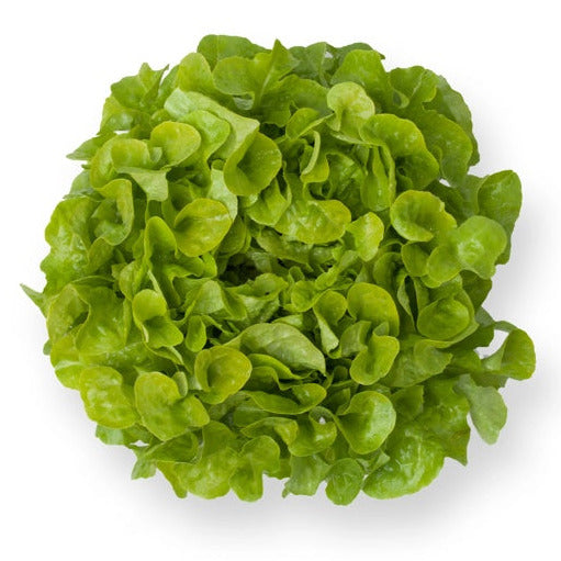 Oakleaf lettuce Kirinia RZ - BIO