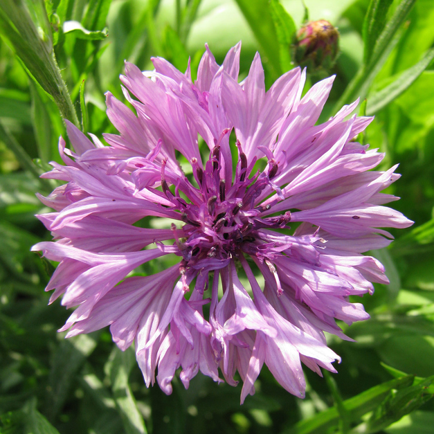 Centaurea Lady Mauve