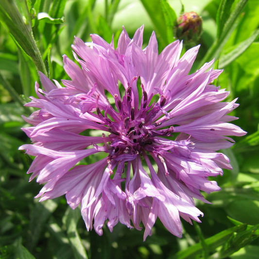 Centaurea Lady Mauve