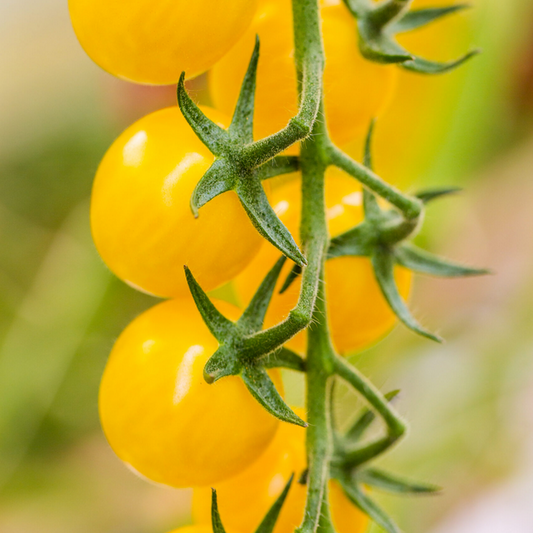 LemonTini F1