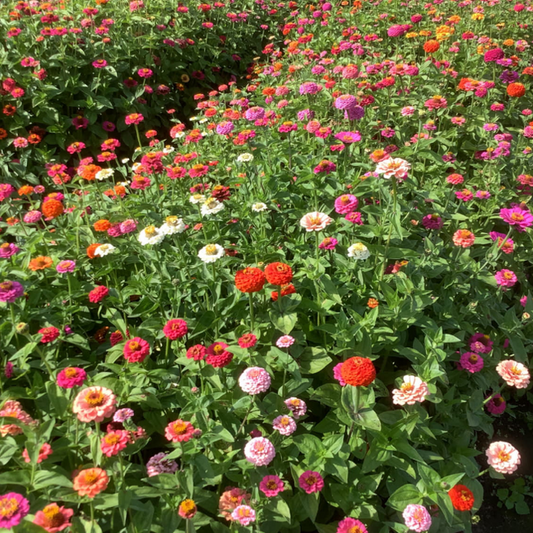 Zinnia Lilliput Mix