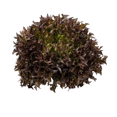 Crisp lettuce Lumirex RZ Knox ™