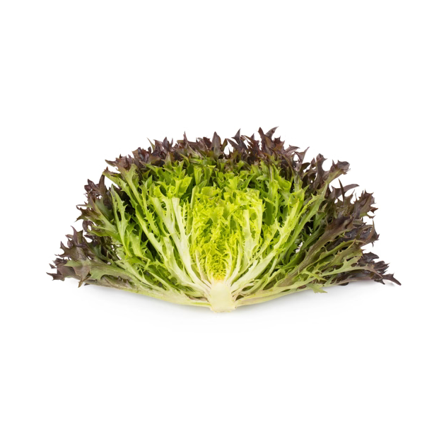 Crisp lettuce Lumirex RZ Knox ™