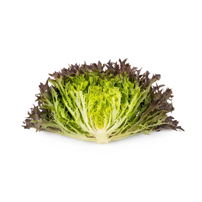 Crisp lettuce Lumirex RZ Knox ™
