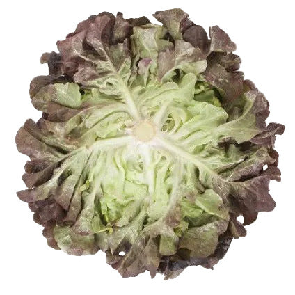 Oak Leaf Lettuce Macaï RZ
