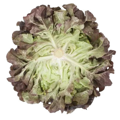 Oak Leaf Lettuce Macaï RZ