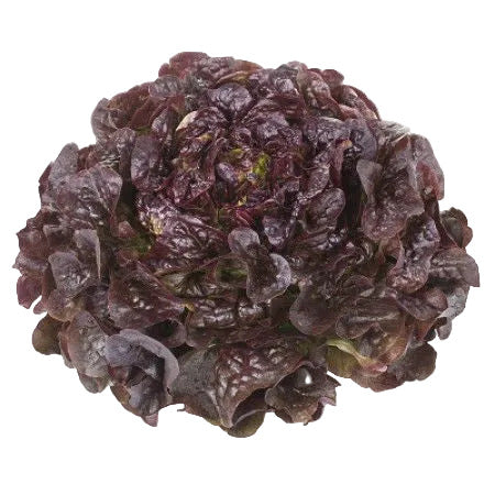 Oak Leaf Lettuce Macaï RZ