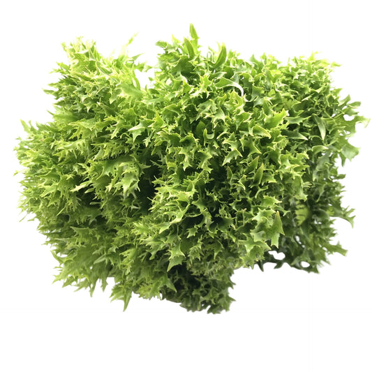 Crisp Lettuce Nordice