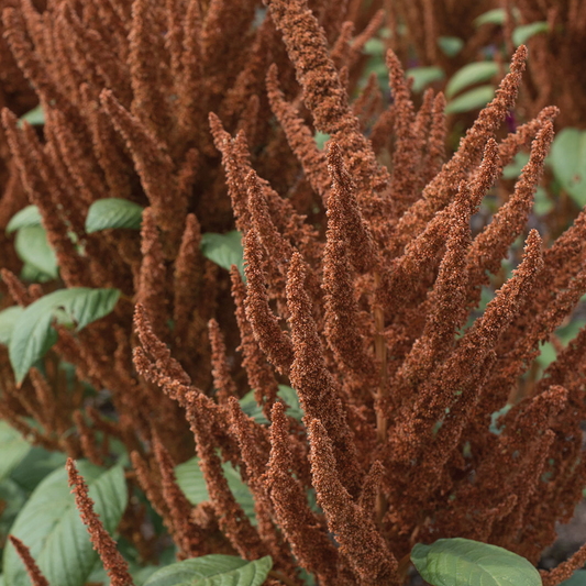 Amaranthus Hot Biscuits