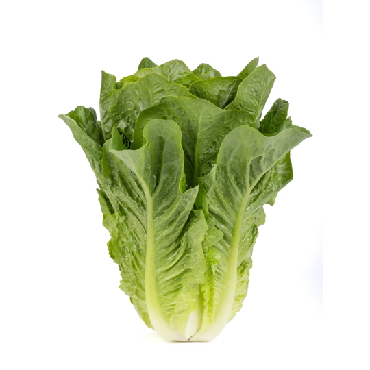 Romaine lettuce Patrona RZ