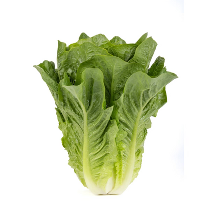 Romaine lettuce Patrona RZ