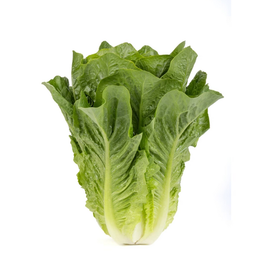 Romaine lettuce Patrona RZ