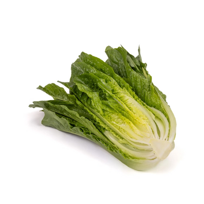 Romaine lettuce Patrona RZ