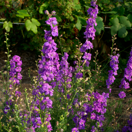 Consolida QIS Lilac