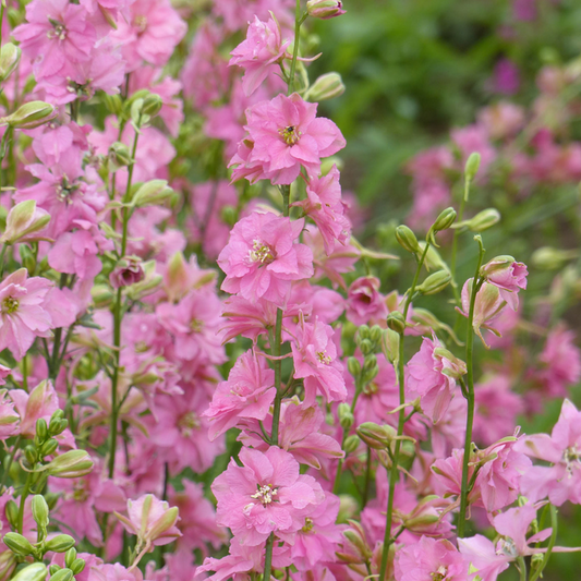 Consolida QIS Rose