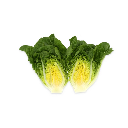 Romaine Lettuce Rawley RZ