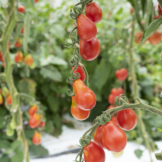 Red Pearshaped