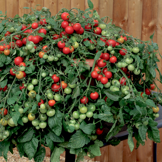 Red Profusion F1