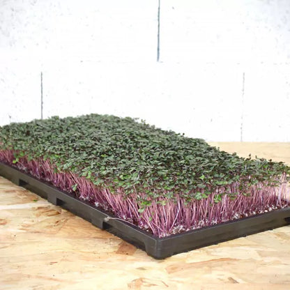 Plant tray