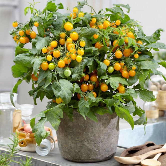 Tomato Sweet Sturdy™ F1