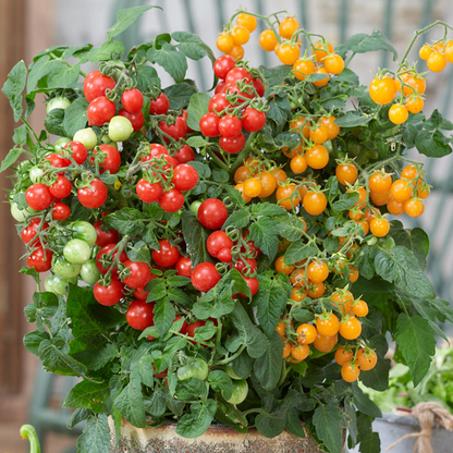 Tomato Sweet Sturdy™ F1