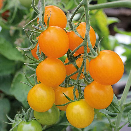 Sungold F1