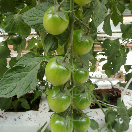 Sungreen F1