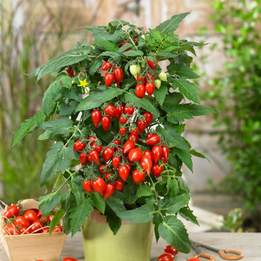 Sunny Drops™ F1 Red