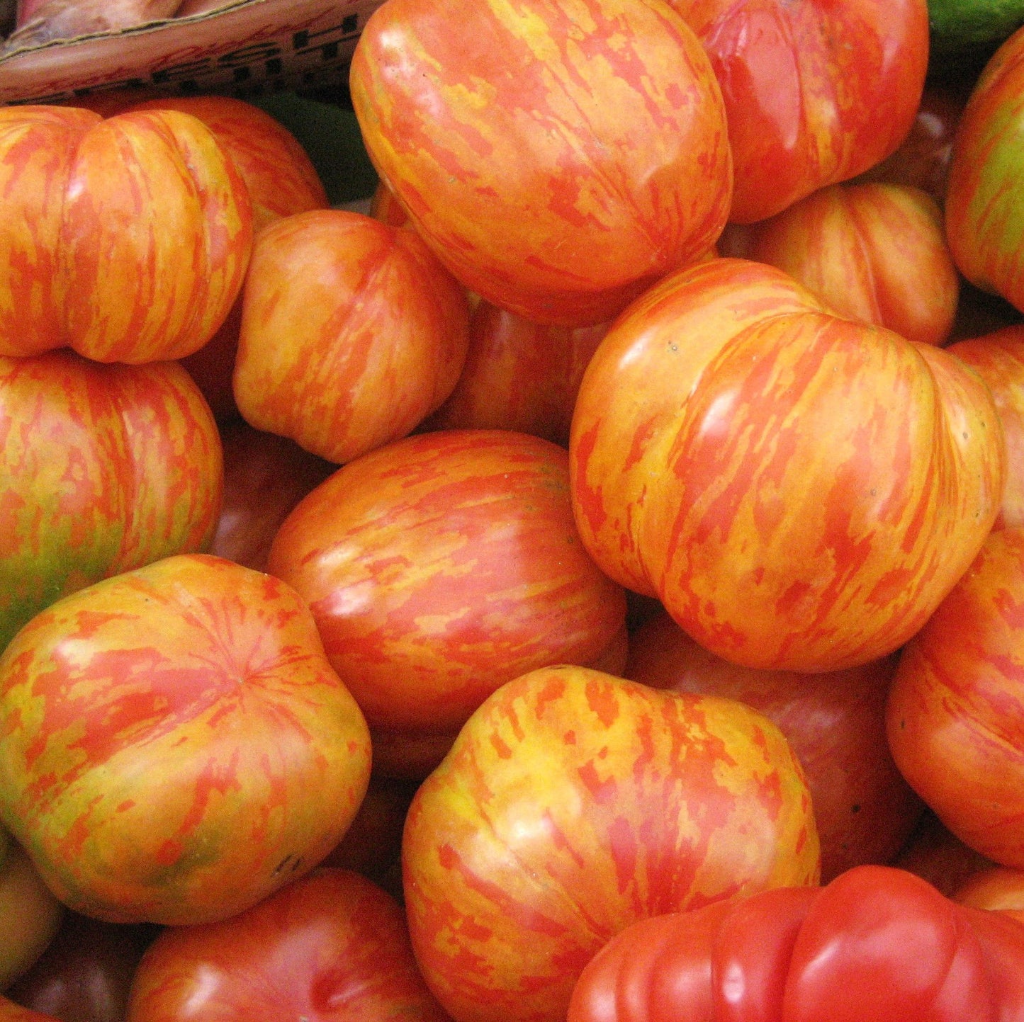 Tigerella