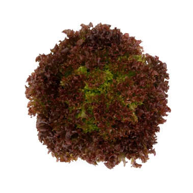 Lollo rosso Traject RZ - BIO