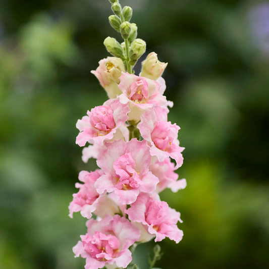 Antirrhinum Appleblossom