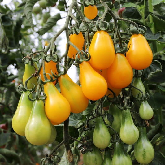Yellow Pearshaped - KRAV